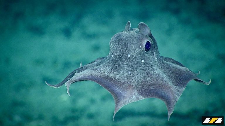 55049453219_6a480f3ec8_b-1