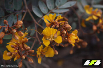 flores-doradasbrasil_162-350x233_2