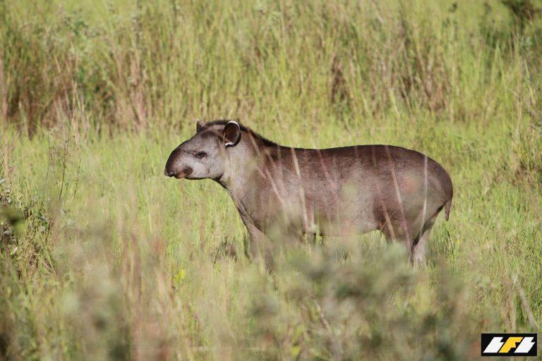 imgi_37_brazil_1378-26-2048x1365.1