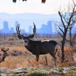 11-BANNER-IMAGE-Mule-deer-1200x800.1