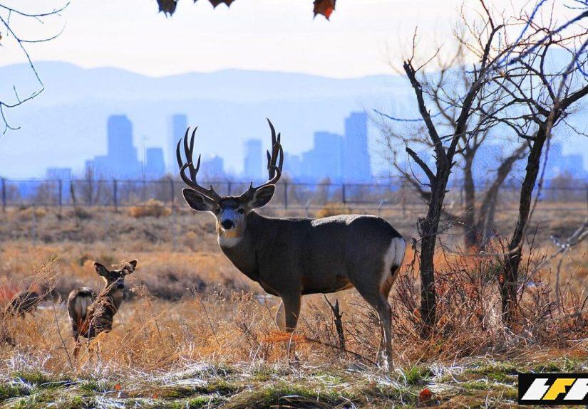11-BANNER-IMAGE-Mule-deer-1200x800.1