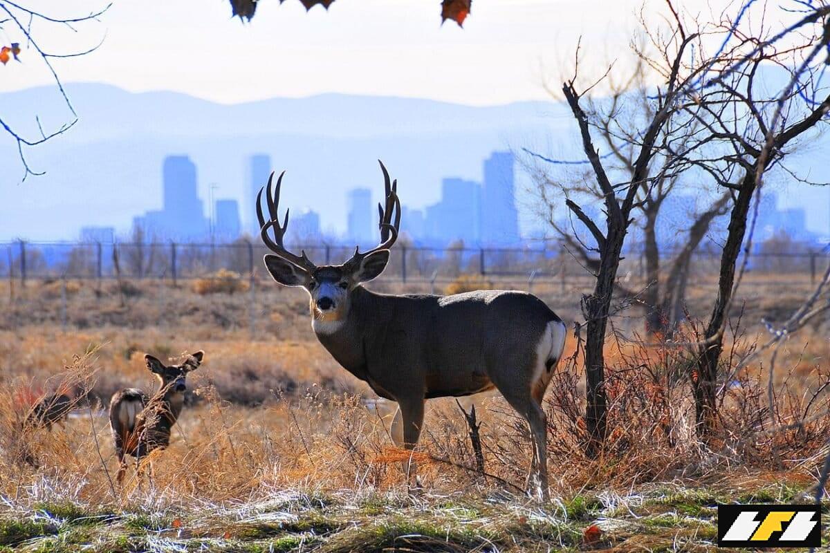 11-BANNER-IMAGE-Mule-deer-1200x800.1