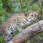 a.-016_Ocelot_in_Encontro_das_Aguas_State_Park_Photo_by_Giles_Laurent-768x512.1