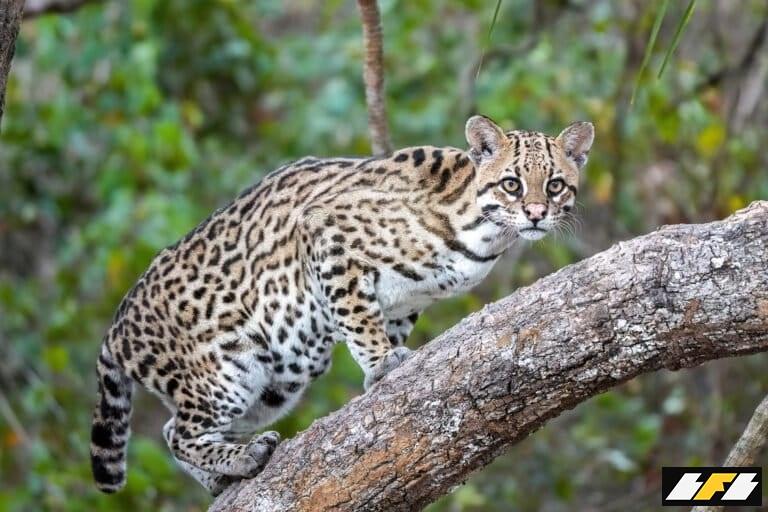 a.-016_Ocelot_in_Encontro_das_Aguas_State_Park_Photo_by_Giles_Laurent-768x512.1